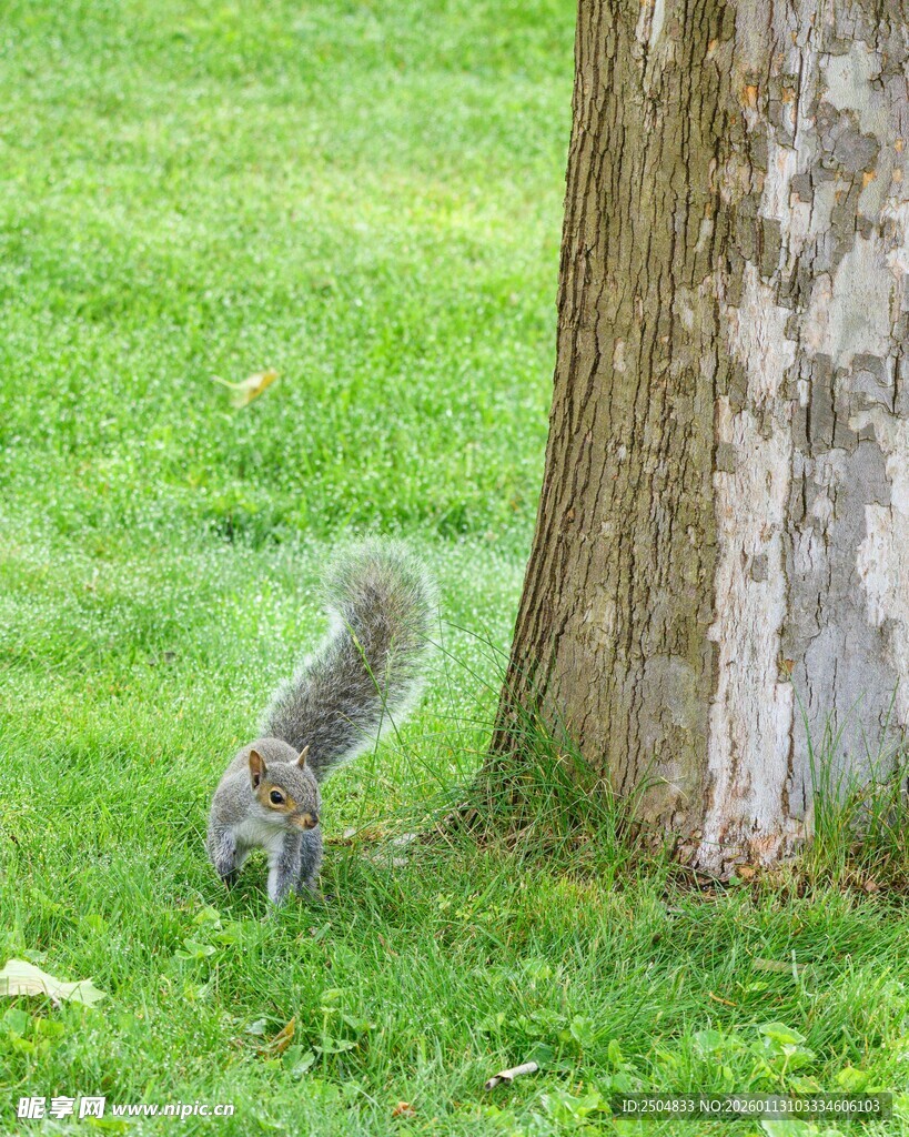 树下觅食的可爱小松鼠