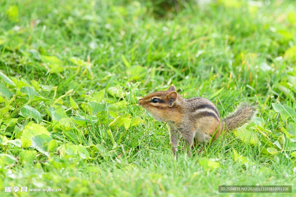 草地上的可爱小松鼠