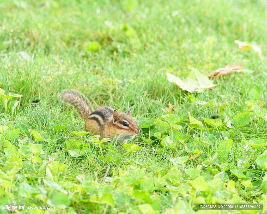 草地上的可爱小松鼠