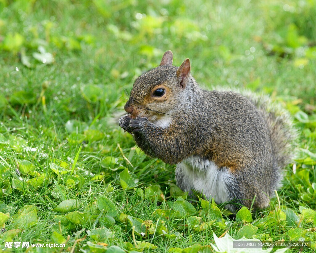 草地上进食的可爱小松鼠
