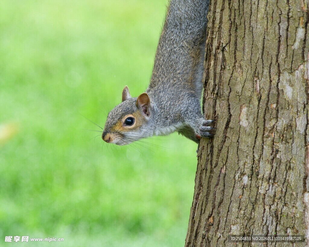 树干上的可爱小松鼠