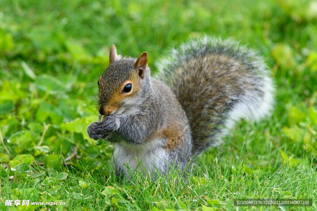 草地上进食的可爱松鼠