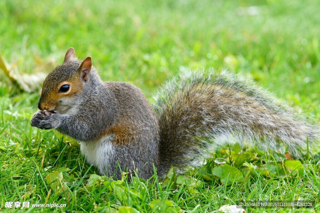 草地上进食的可爱松鼠