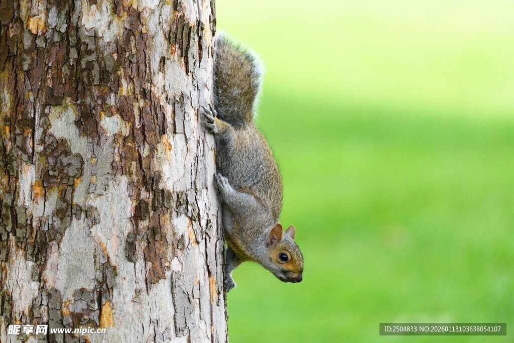 树干上的可爱小松鼠