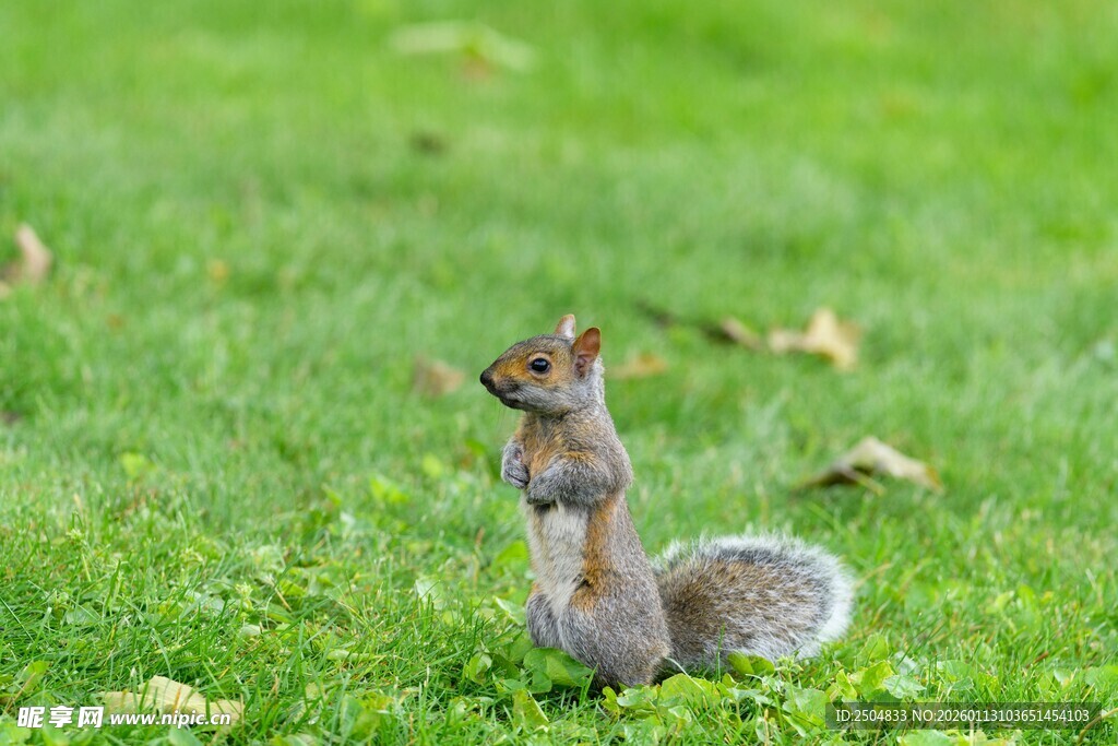 草地上站立的可爱松鼠