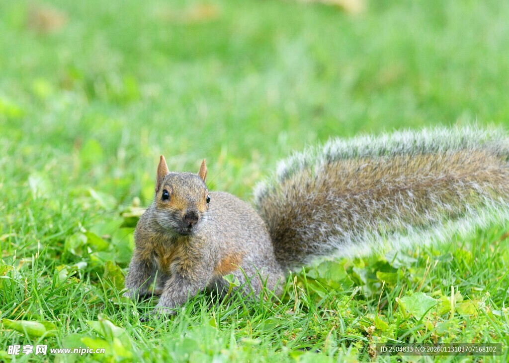 草地上的可爱松鼠