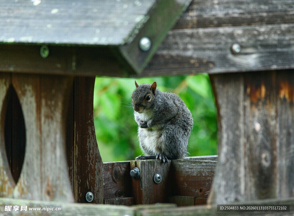 木栏上的可爱小松鼠