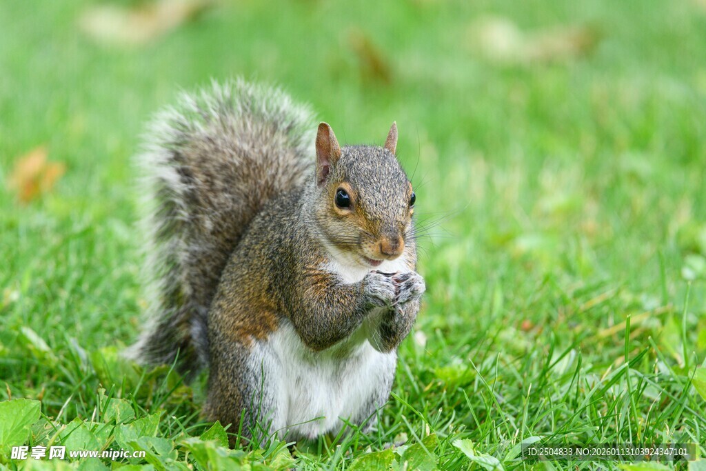 草地上进食的可爱松鼠