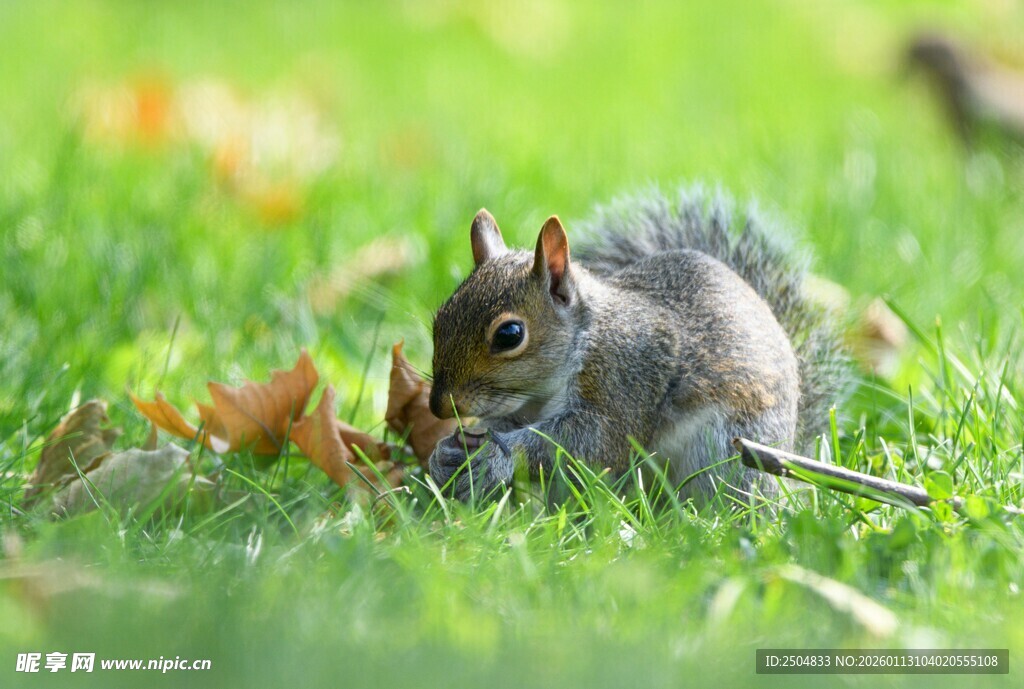 草地上的觅食小松鼠