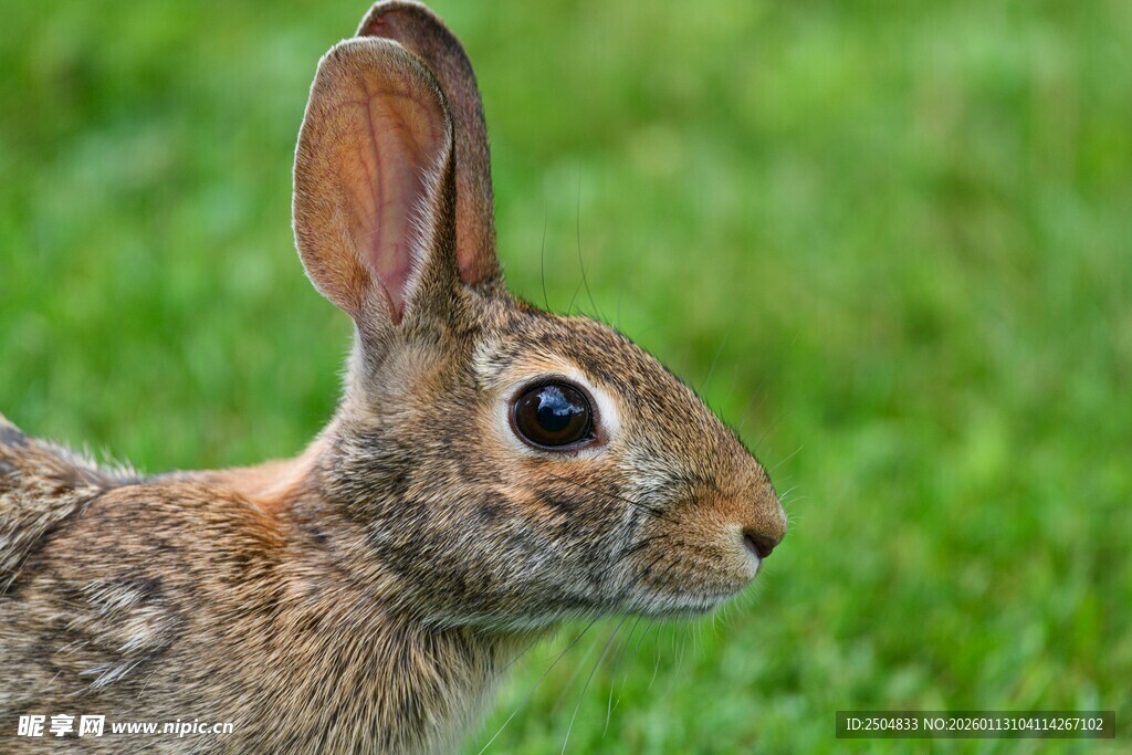 草地上的可爱野兔