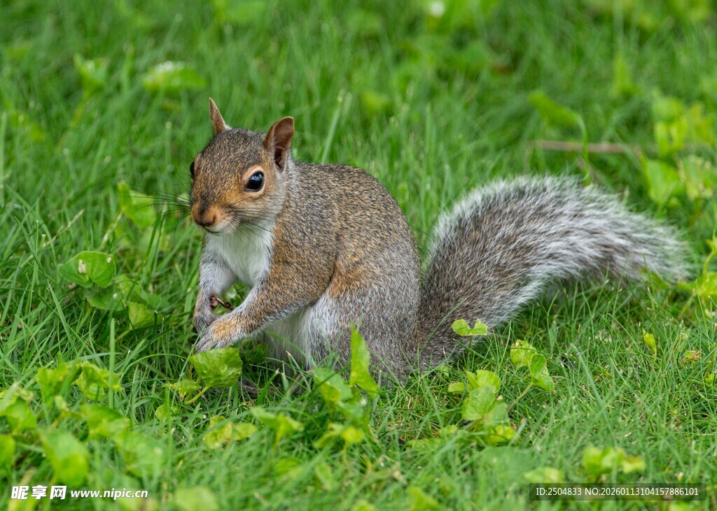 草地上的松鼠