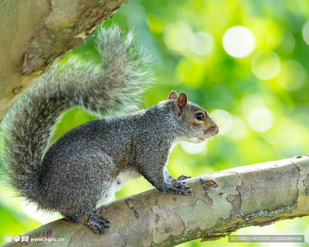 树枝上的松鼠