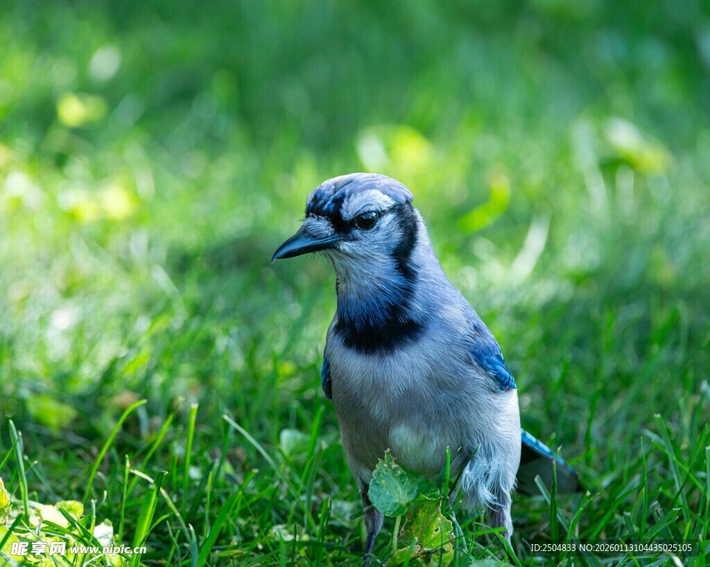 草地上的蓝松鸦