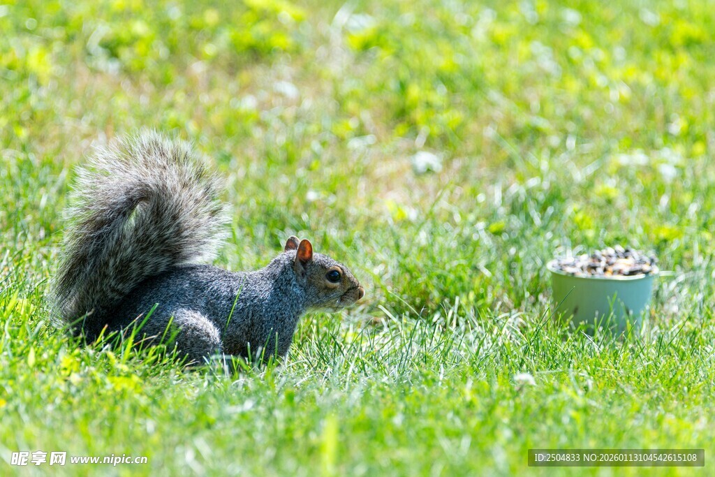草地上进食的可爱小松鼠