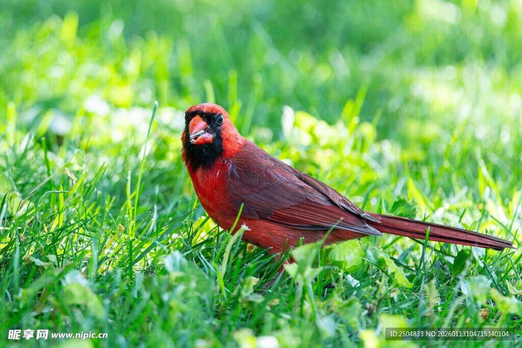 草地上的红衣主教鸟