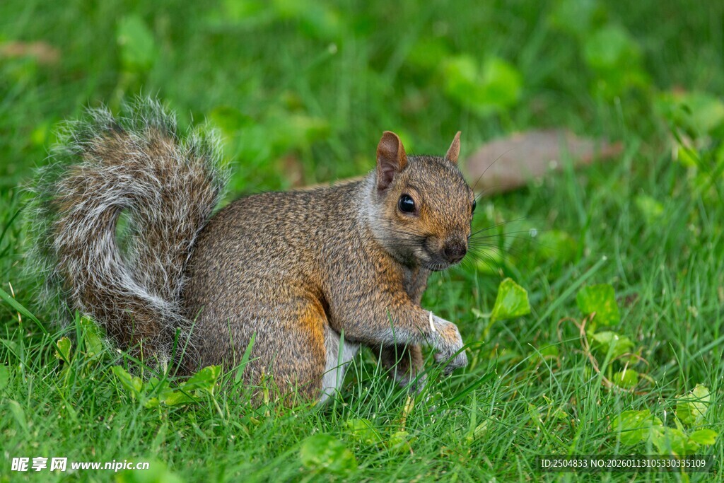 草地上的松鼠