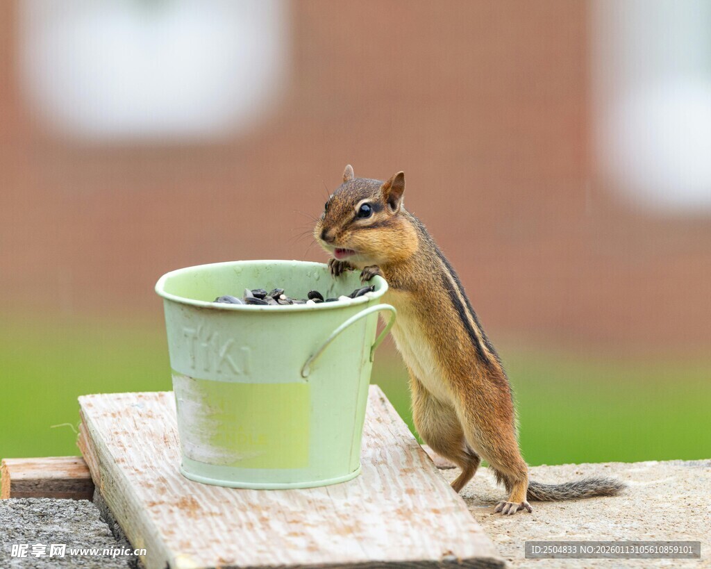 松鼠探头于绿植花盆旁