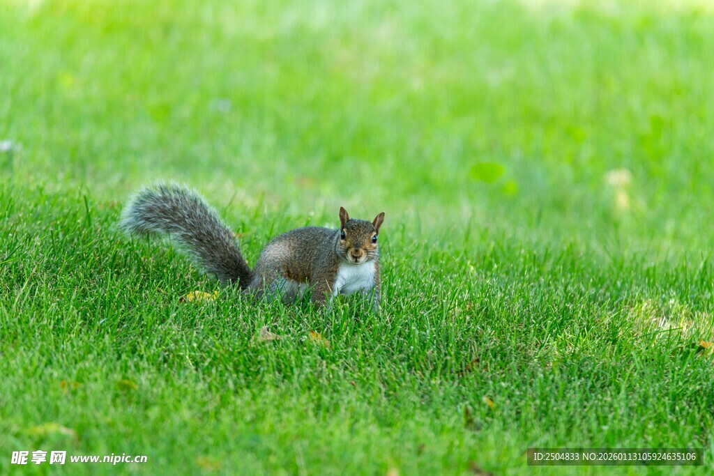 草地上的可爱松鼠