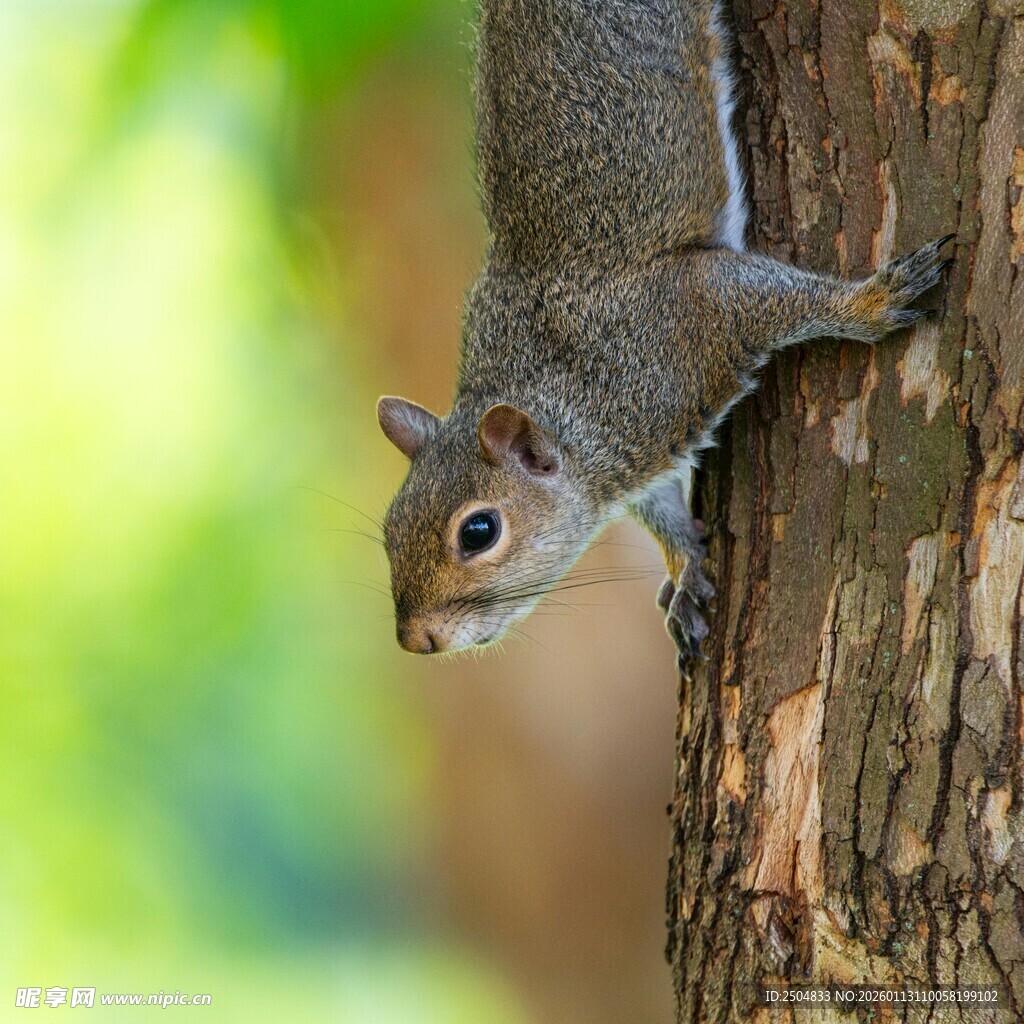 树上的松鼠