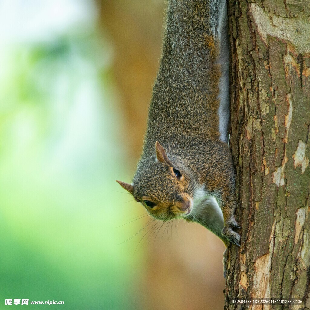 倒挂在树干上的可爱松鼠