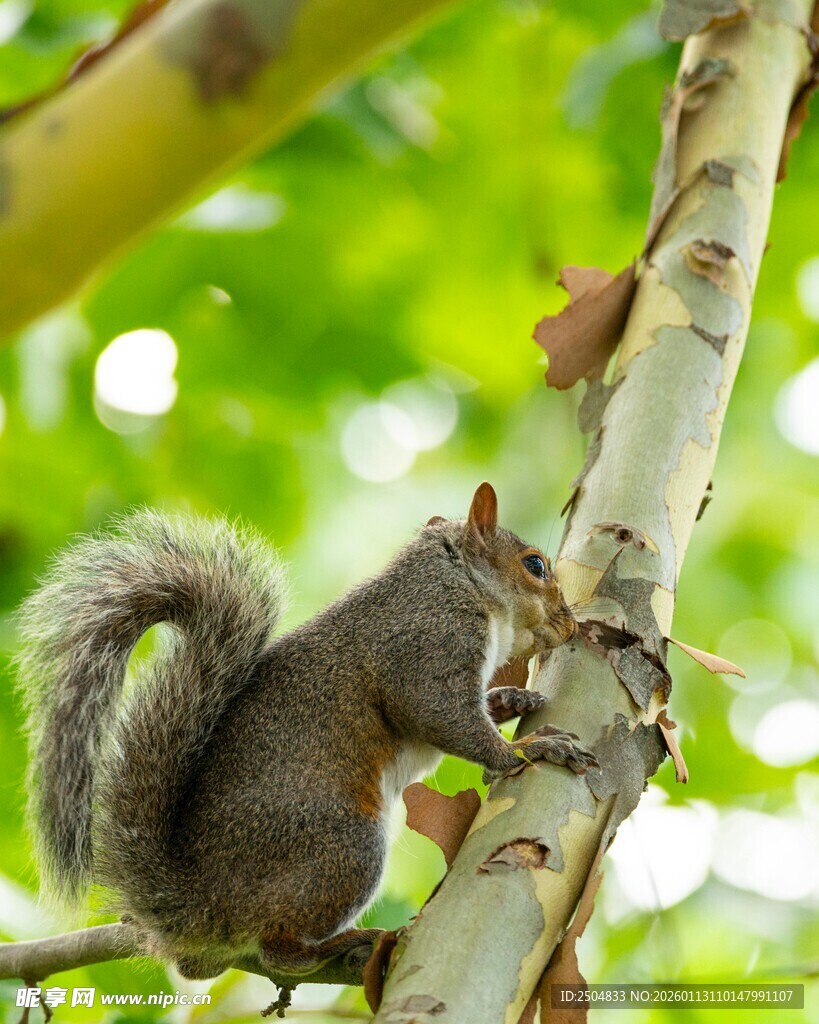 松鼠攀树灵动瞬间