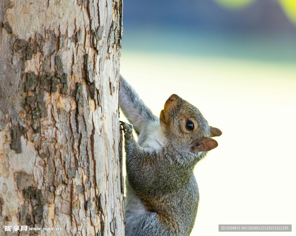 松鼠攀树瞬间