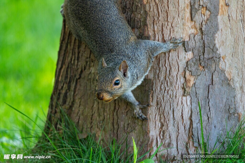 树干上的可爱松鼠