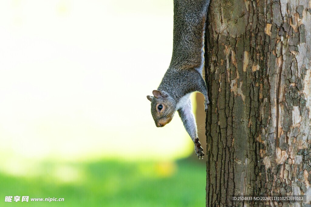 倒挂在树干上的可爱松鼠