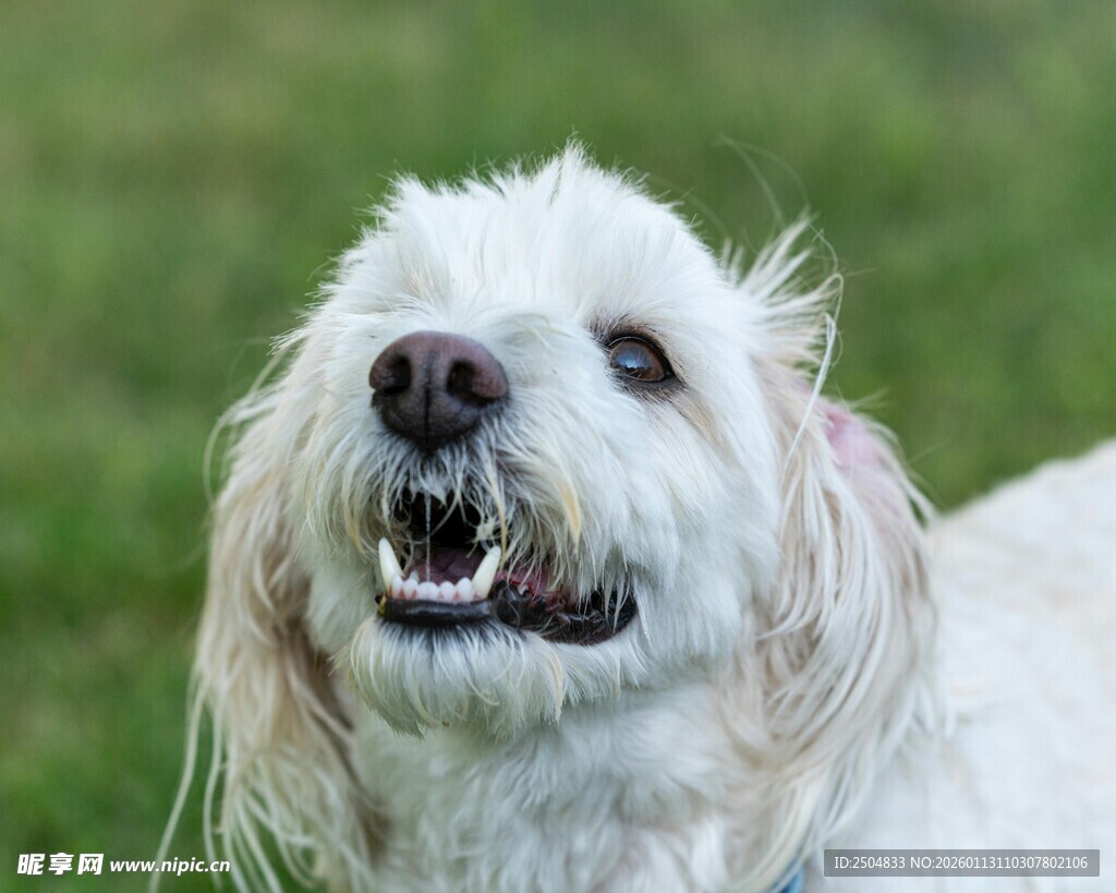 可爱白毛犬张嘴露齿