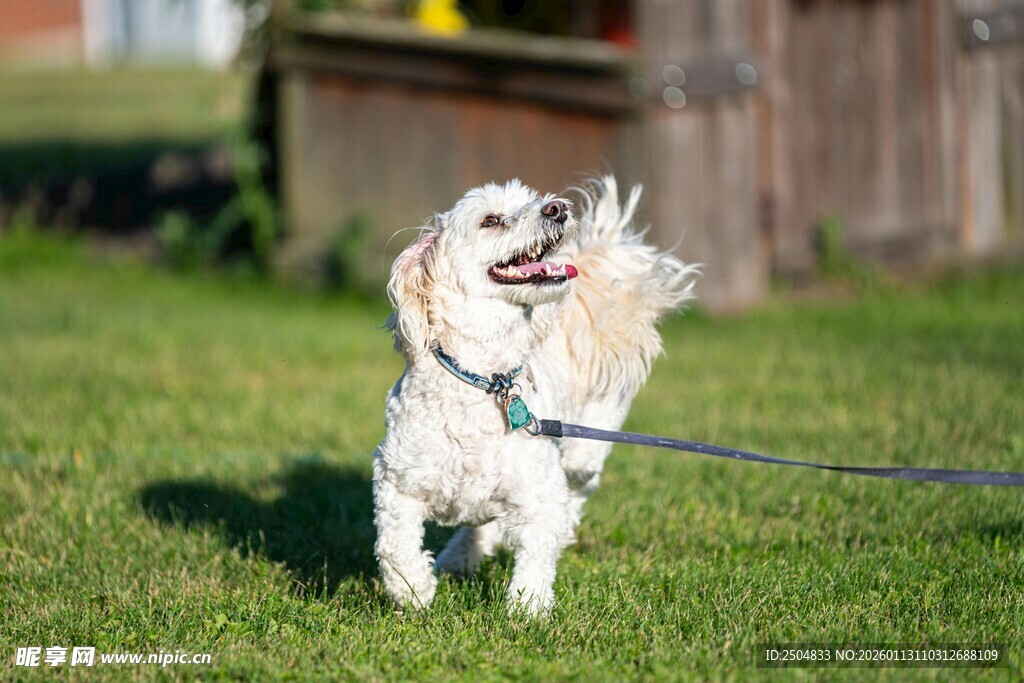 小狗草地玩耍叼物瞬间