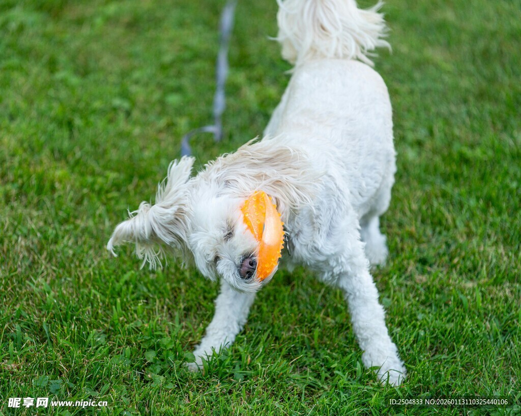 白狗草地玩飞盘