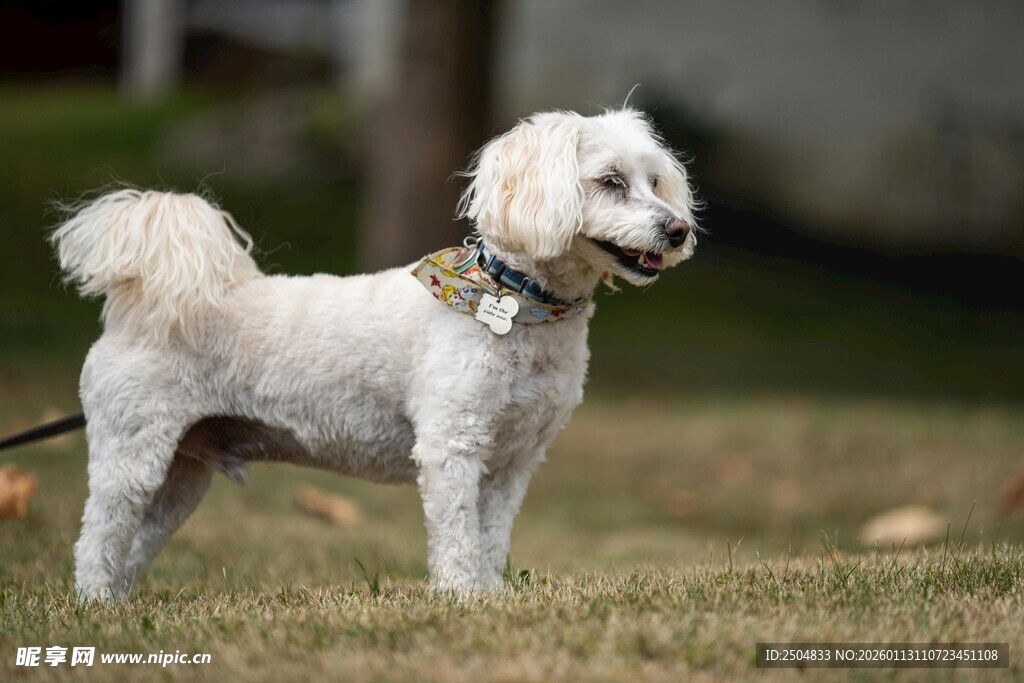 户外站立的可爱小白狗