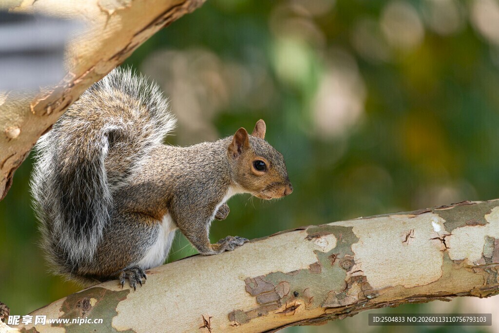 树枝上的可爱松鼠
