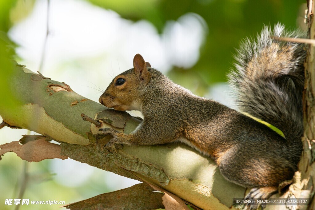 树枝上休憩的可爱松鼠