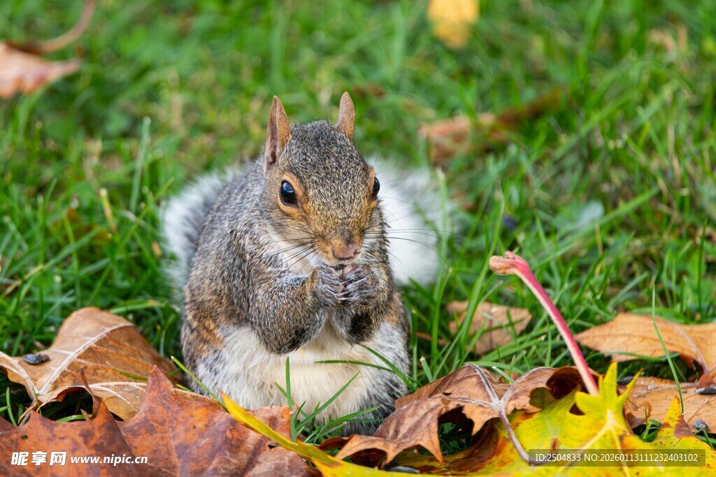 草地上的松鼠与落叶