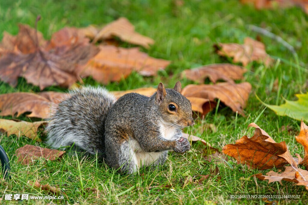 草地上的松鼠与落叶