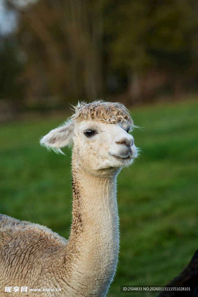 可爱羊驼转头望镜头