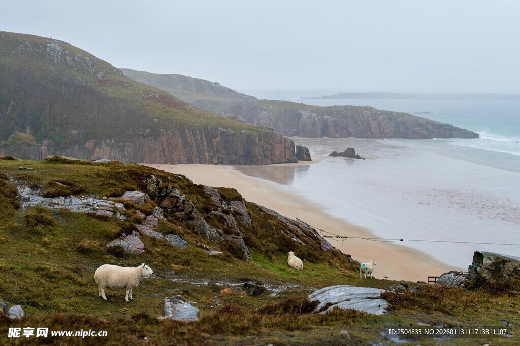 海边草地的悠闲羊群