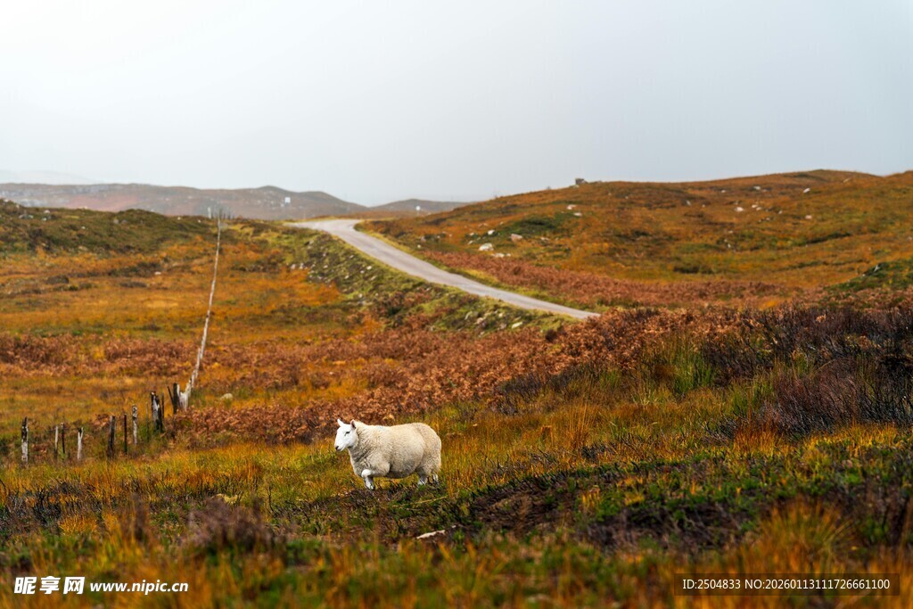 草原孤羊与蜿蜒小路