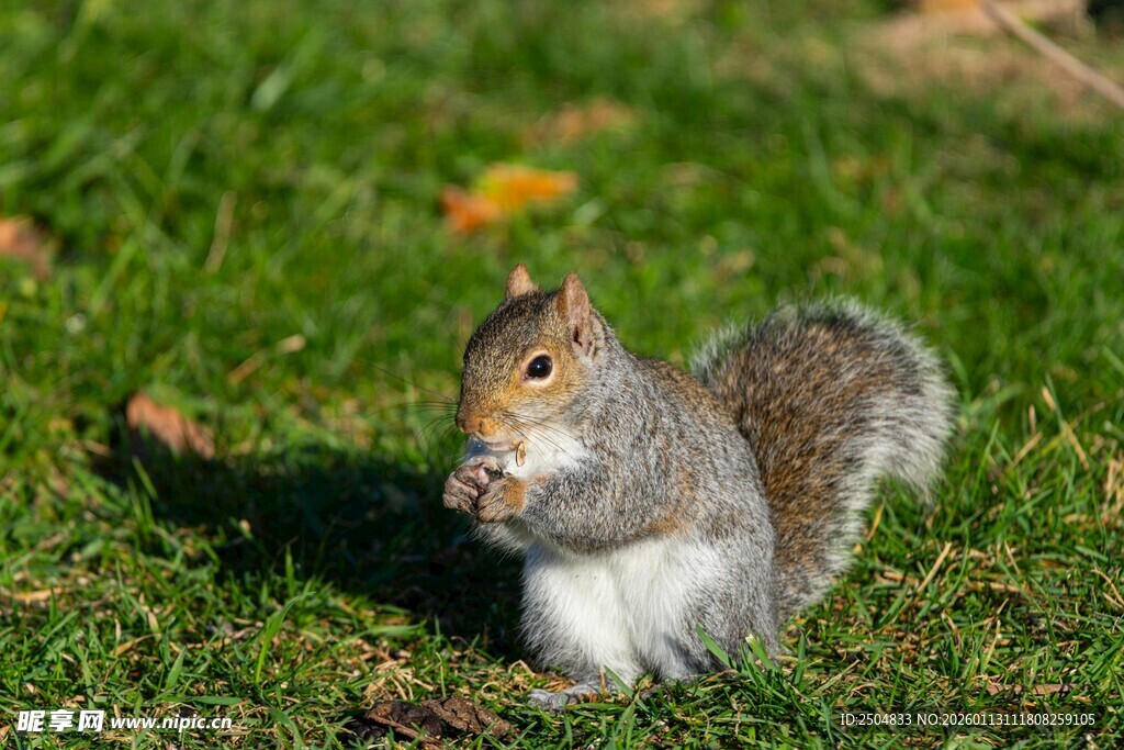 草地上进食的可爱小松鼠