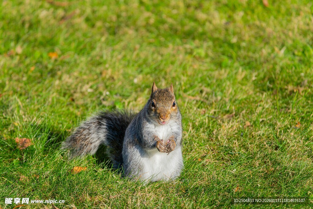 草地上的可爱松鼠