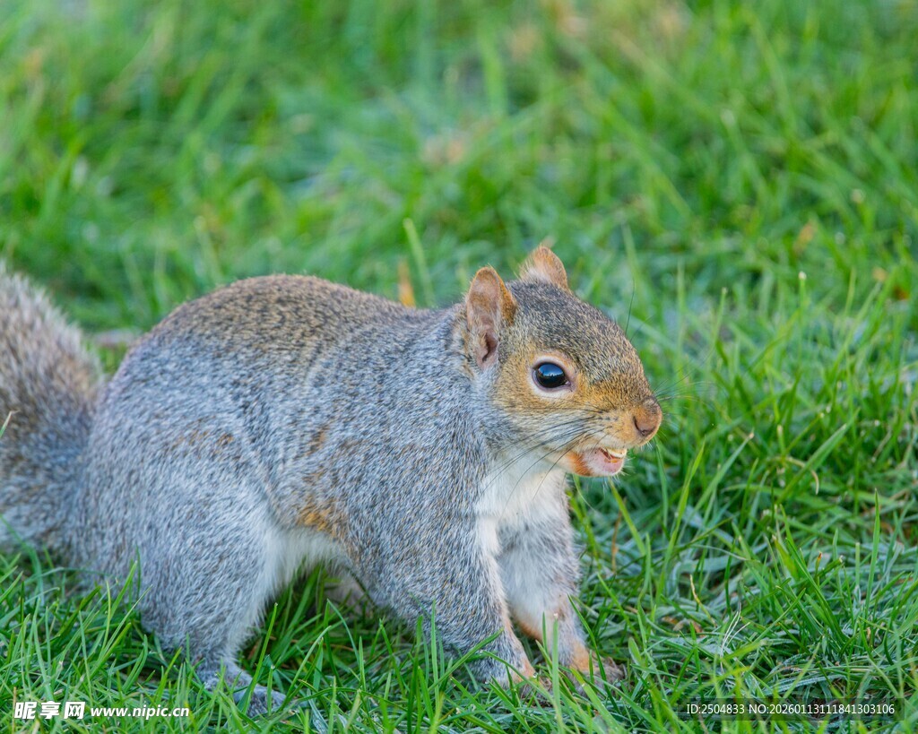 草地上的松鼠