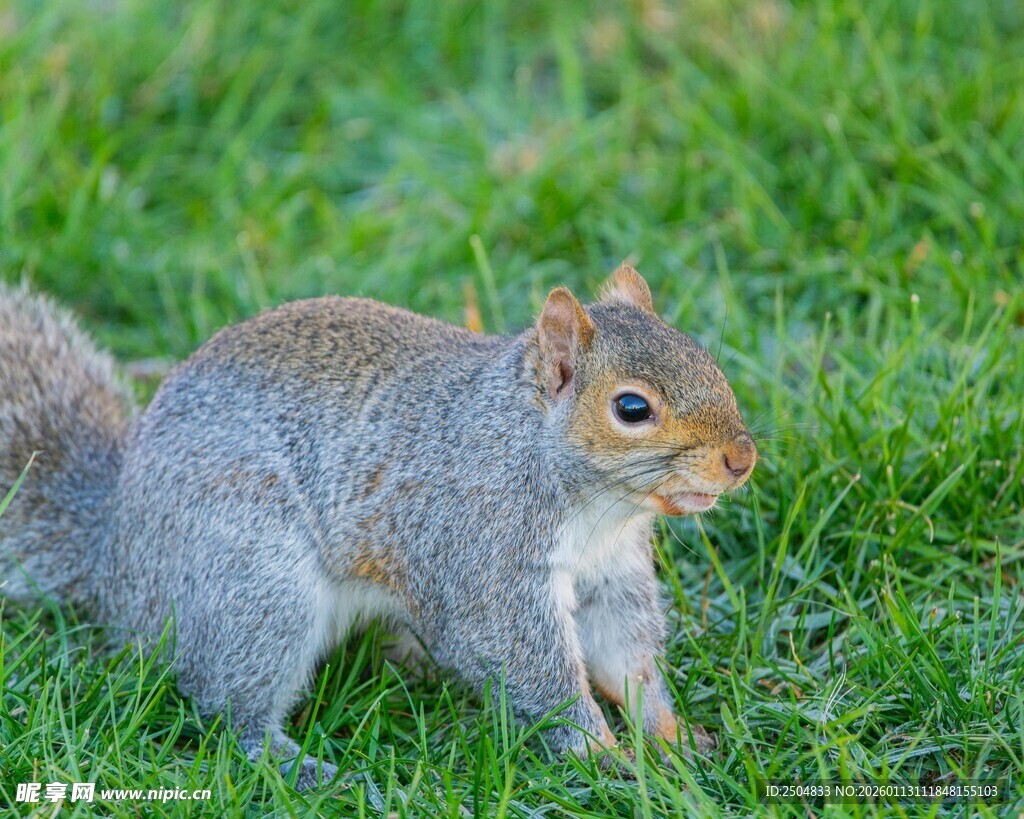 草地上的灰松鼠