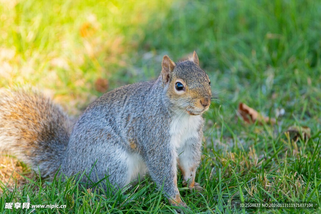 草地上的可爱小松鼠
