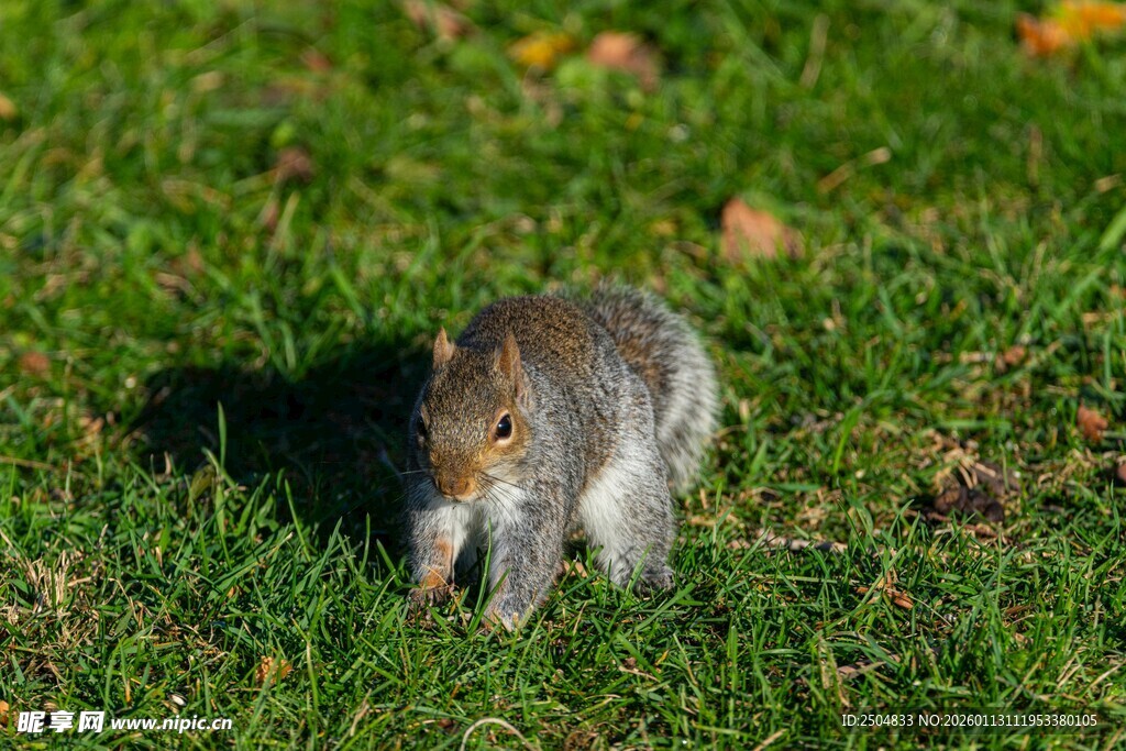 草地上觅食的小松鼠
