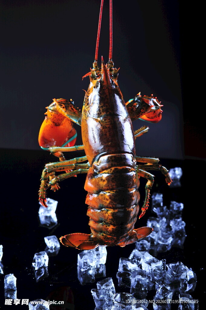 冰鲜大龙虾