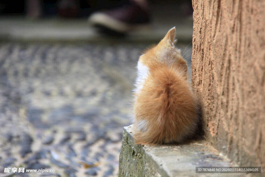 墙边独坐的橘猫