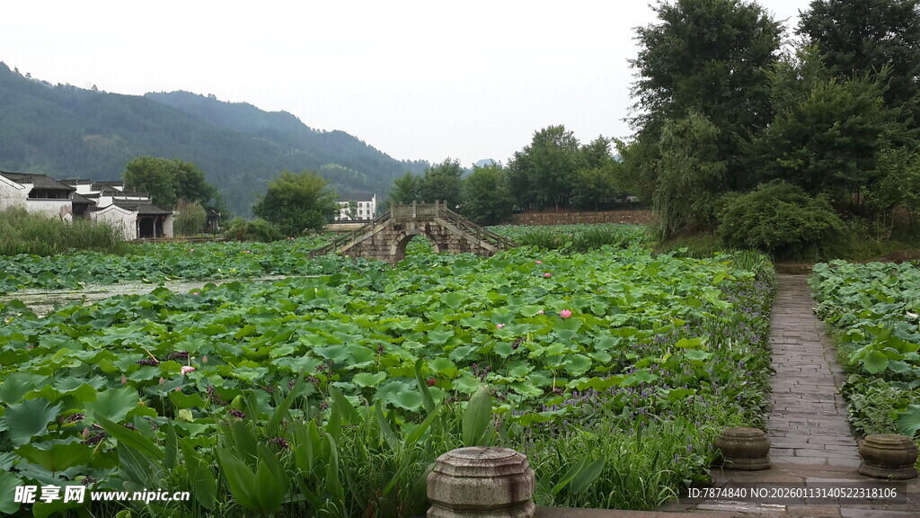 荷塘小径 田园诗意风光