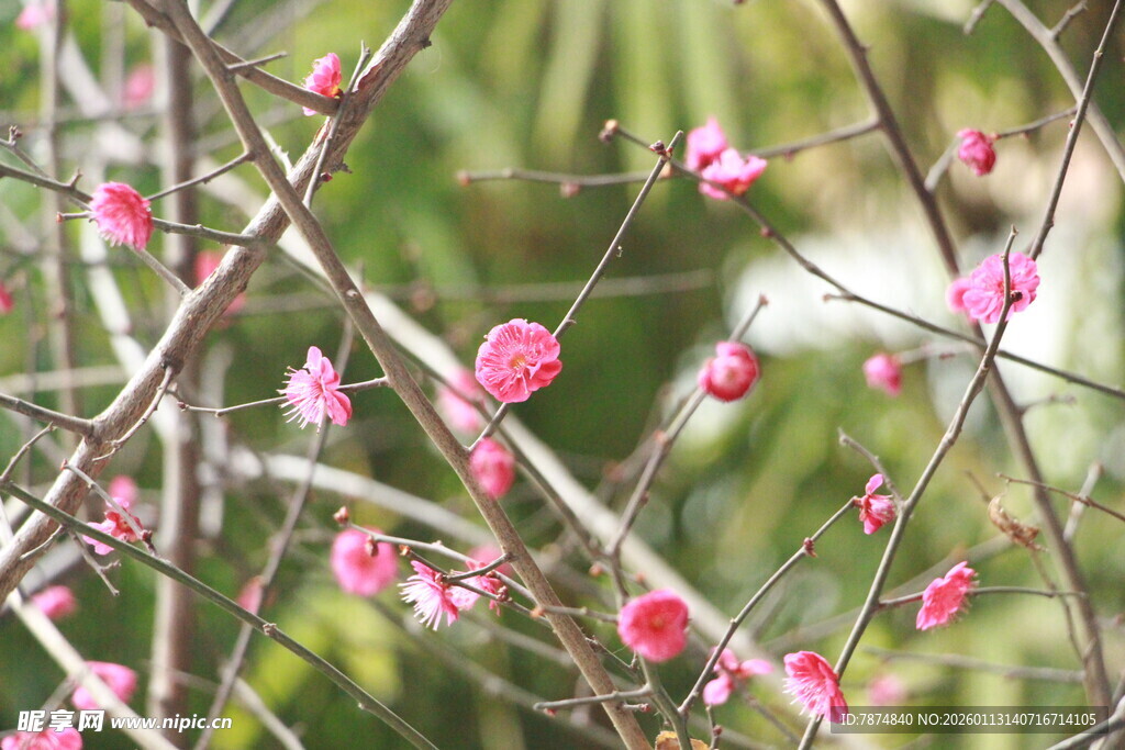 枝头绽放的粉嫩梅花