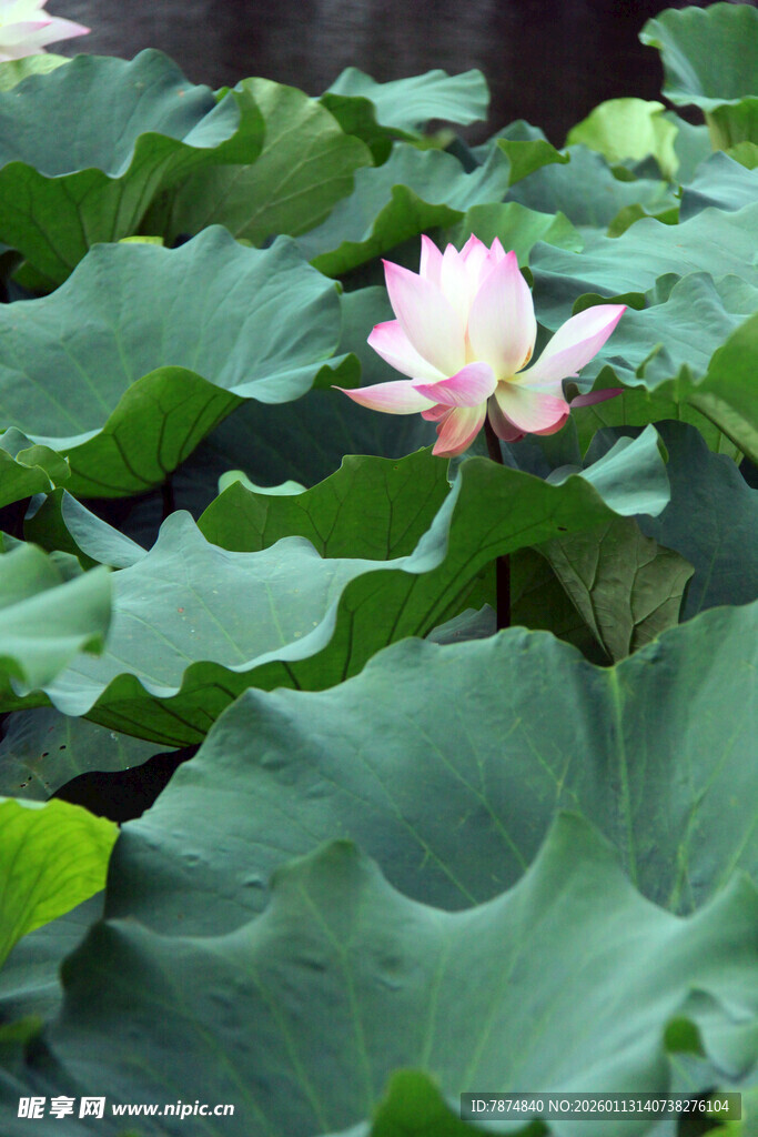 绽放的荷花与翠绿荷叶